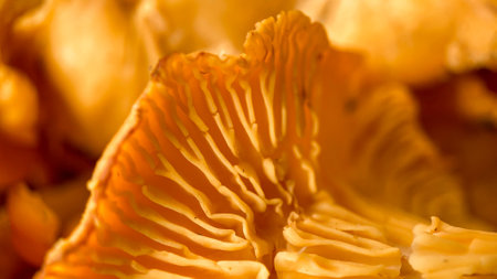 Close-up texture of mushrooms of the chanterelle family. Beautiful bright background for your...