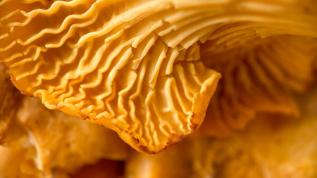 Close-up texture of mushrooms of the chanterelle family. Beautiful bright background for your projectsの写真素材