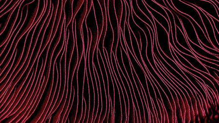 Abstract linear background in color of the year 2023 Viva Magentaの写真素材