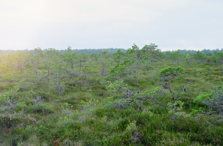 A wooden path in the National Park in Estonia among the forest and bog on a clear dayの写真素材