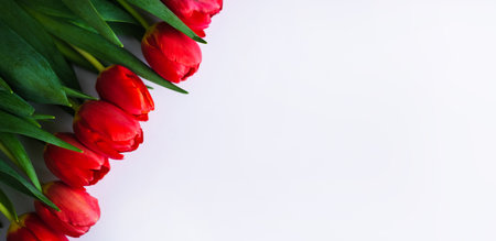 Flowers composition. Red tulip flowers isolated on white background. Spring, summer concept.の写真素材