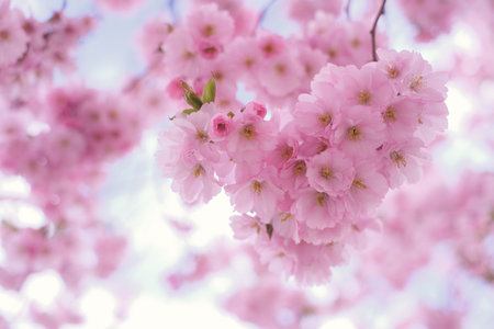 Close-up of a sakura tree branch on a clear sunny day