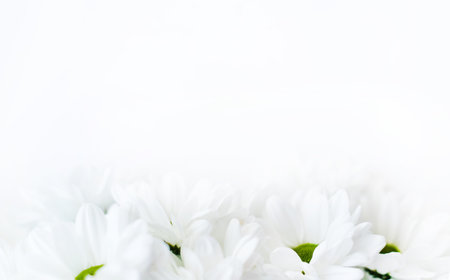 Flowers composition. Frame made of white flowers chrysanthemums on white background. Valentines day, mothers day and womens day conceptの写真素材