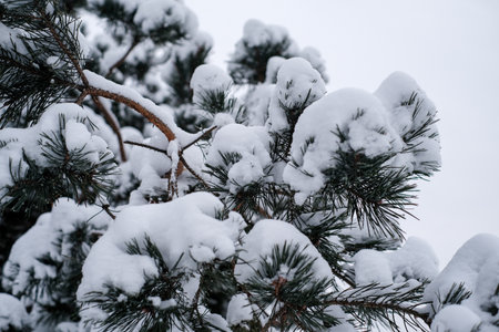 Close-up of snow on tree. Winter concept
