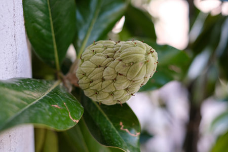 Close-up of a magnolia flower bud, its green scales tightly closed with hints of pink peeking throughの写真素材