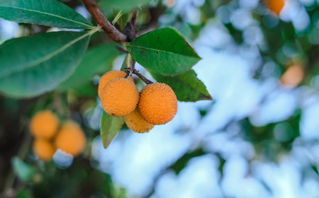 A tree with a bunch of arbutus unedo hanging from it.の写真素材