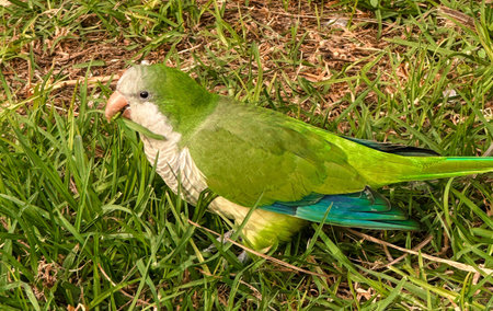 A green parrot is sitting in the grass.