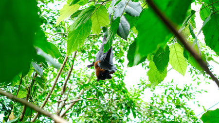 Flying fox bat hanging upside down from a tree branch surrounded by lush green leaves