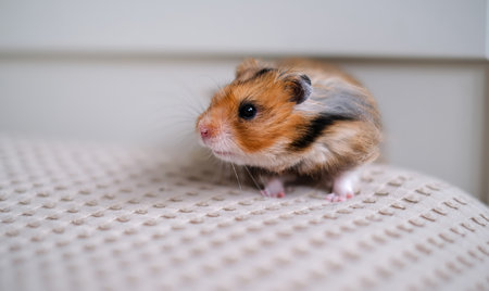 A cute Syrian hamster with fluffy fur in shades of brown, black, and white stands alert on a textured beige surface.の写真素材