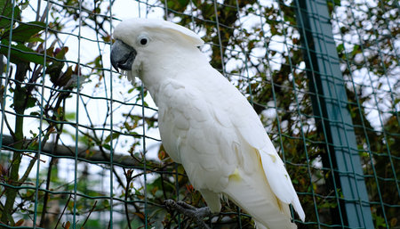 Close-up of a beautiful white cockatoo perched on a wire fence in an outdoor enclosure.