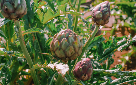Close-up of fresh artichokes growing on a plant in a sunny garden.の写真素材