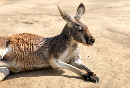 Close up photo of a relaxed kangaroo lying on sandy ground in bright sunlight.の写真素材