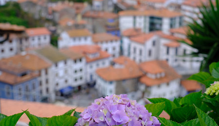 A vibrant purple hydrangea flower in the foreground, with a charming, blurred backdrop of a...