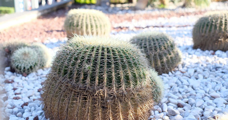 A close-up shot of a large Golden Barrel Cactus Echinocactus grusonii with sharp, yellow spines