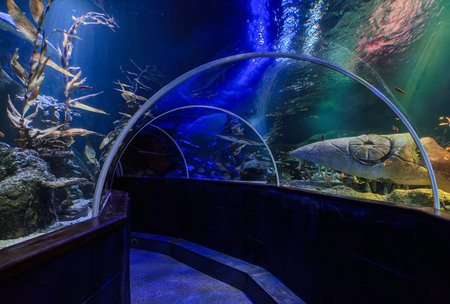 Underwater glass tunnel in a large public aquarium.の写真素材