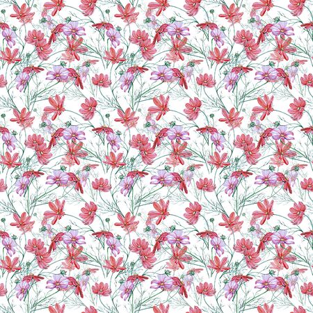 Watercolor seamless pattern with flowers and buds of cosmos.の写真素材