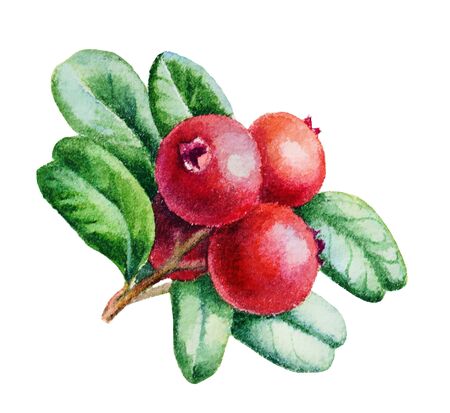 Watercolor sketch of bright cranberry berries with leaves isolated on white background. Used to create maps, fabrics, paper.の写真素材