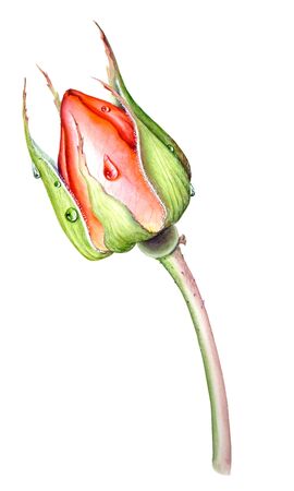Closeup Red Rose Bud Isolated on White Backgroundの写真素材