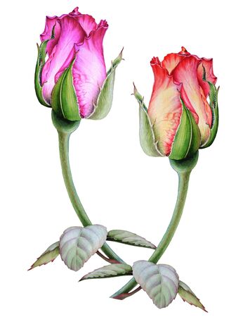 Botanical watercolor drawing of two roses isolated on white background.の写真素材