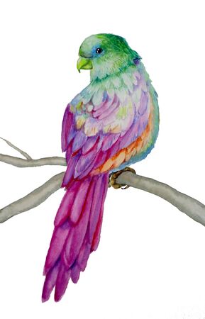 Watercolor picture of a parrot with colorful plumage. Bird isolated on white background. Bright parrot pattern for postcards, fabrics, paper.の写真素材