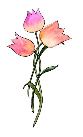 Abstract watercolor drawing of three delicate tulips. Three delicate tulips isolated on white background. The set can be used for wedding invitations and cards, fabric,の写真素材