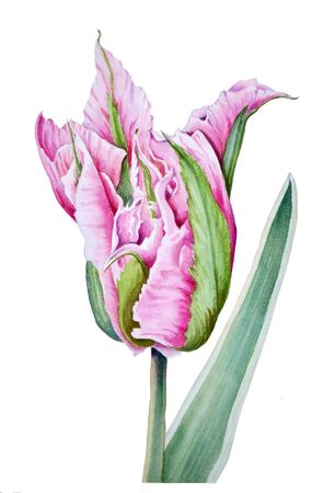 Watercolor Botanical illustration of a pink Tulip flower with green veins.の写真素材
