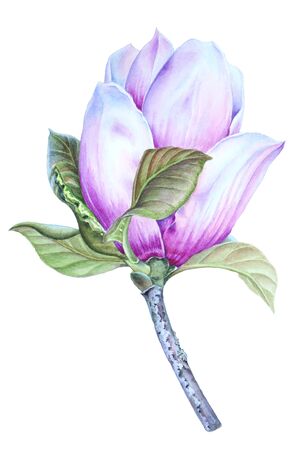 Watercolor Botanical illustration of a delicate Magnolia flower.の写真素材