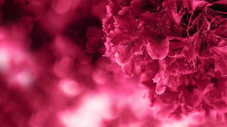 Background with close up of a rhododendron flower blossom. Trendy color of 2023 viva magenta. copyspace.の写真素材