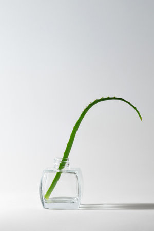 Minimalistic composition with aloe vera plant leaves in glass jar. template, copy space.の写真素材