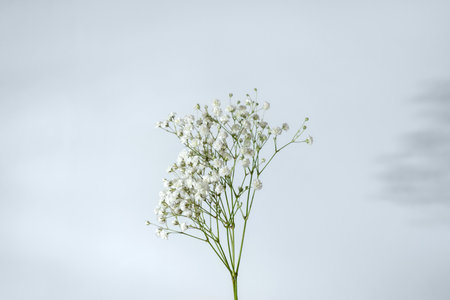Minimalist lifestyle floral background with gypsophila flower on a white backdrop with floral shadows. Flower greeting card or branding templateの写真素材