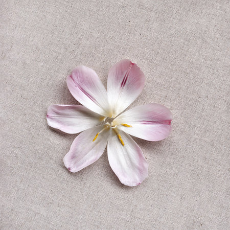 Flower petals on neutral beige linen textile texture background, subtle subtle natural aesthetic web site banner or blog design template. fFat layの写真素材