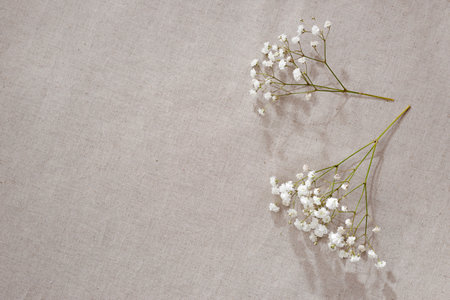 Minimalist neutral background, gypsophila flowers on a light beige linen texture clothの写真素材