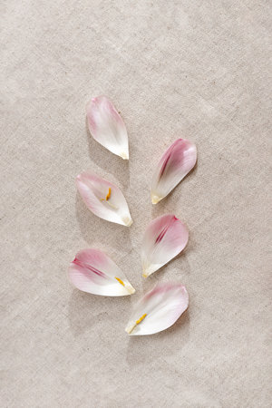 Aesthetic minimalist beauty nature concept, flower petals on a neutral linen beige backgroundの写真素材
