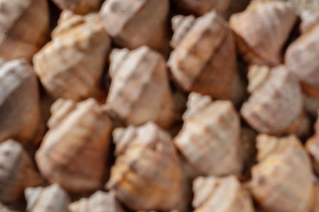 Aesthetic summer vacation background, blurred defocused brown and beige sea shells, backdrop with copy spaceの写真素材