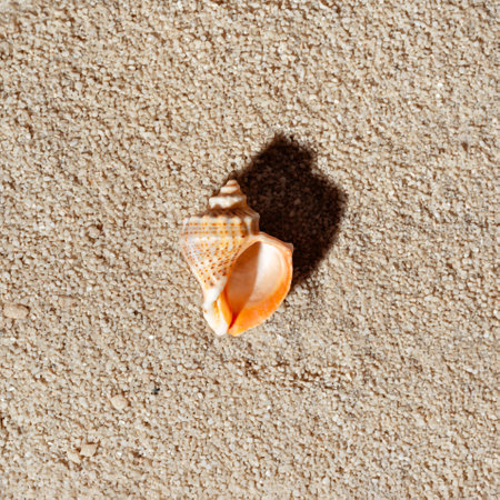 Minimalist aesthetic summer vacation concept, nature environment background, sea conch with sun light shadow on a neutral beige beach sand textureの写真素材