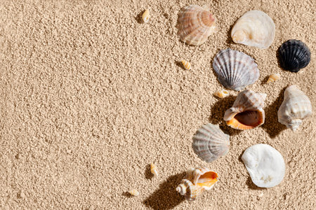 Summer vacation design template, different sea shells on a hot beige beach sand texture, background with copy spaceの写真素材