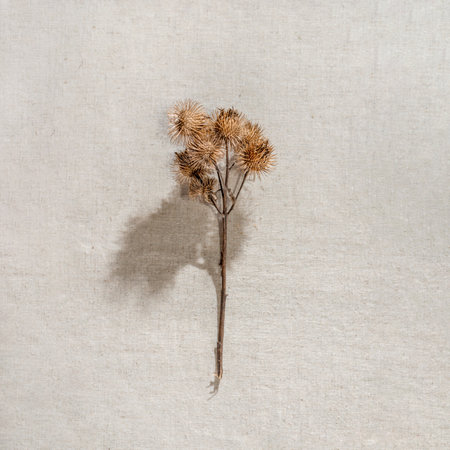 Aesthetic minimalist summer floral card, dried meadow flower on a neutral beige linen backgroundの写真素材