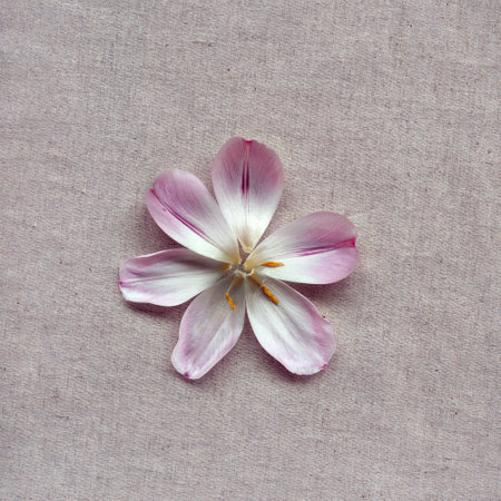 Single pink flower with petals on a neutral beige linen texture background, minimalist aesthetic spring nature concept, Mothers day, Valentines day greeting card designの写真素材