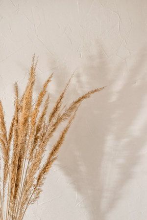 Aesthetic natural background with dry meadow grass bouquet and sunlight shadows on a neutral beige wall, copy spaceの写真素材