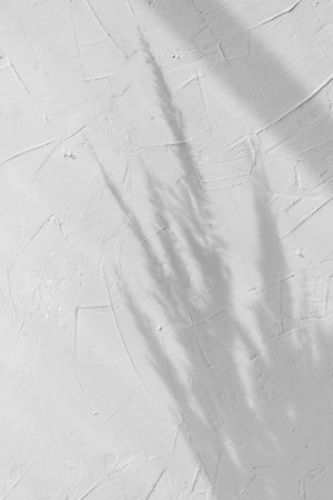 Minimalist brand design template with copy space, elegant sunlight shadow silhouette of meadow spikelets bouquet on a warm beige wall backgroundの写真素材