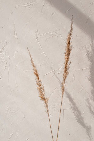 Elegant minimalist floral composition, meadow grass spikelets against beige textured wall, aesthetic sunlight shadows on background, copy spaceの写真素材