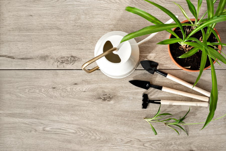Indoor gardening concept, house plants care tools set, spades, rake, watering can and plant in pot on a wooden background, copy spaceの写真素材