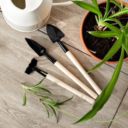 House plants gardening spring concept, small tools for garden work, watering can, spades, rake, houseplant in a pot, home flowers care ang growing compositionの写真素材