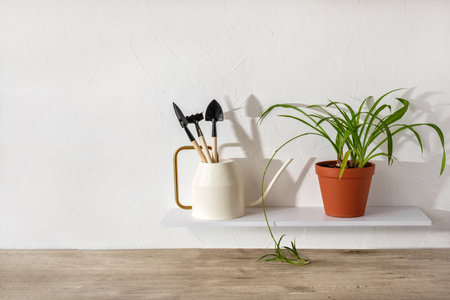 Green house plant in a pot and watering can with small gardening tools standing on a shefl against white wall, minimalist home garden concept, copy spaceの写真素材