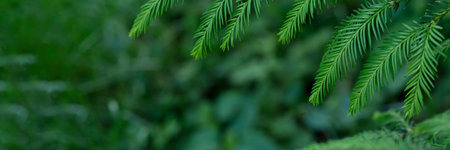 Summer nature background with green tree branches and leaves, pine forest texture with foliage frame and soft selective focus, banner or a backdrop with copy spaceの写真素材