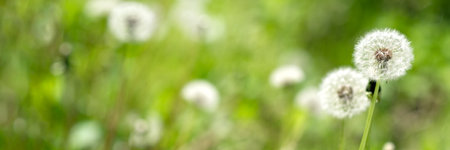 Summer nature background with green meadow grass and white dandelion flowers at sunny day, floral spring texture with soft selective focus and copy spaceの写真素材