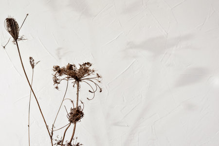 Dried meadow flowers bouquet with aesthetic sun light shadows on a neutral beige wall, minimalist floral interior design, greeting card templateの写真素材