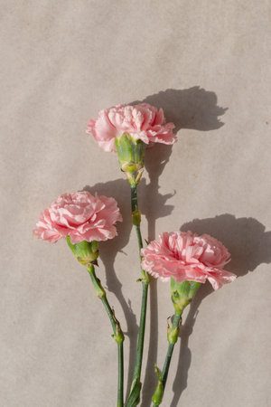 Minimalist aesthetic bouquet with pink carnation flowers on a beige background in sun light, floral...