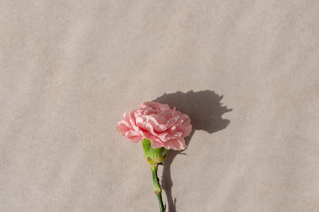 Aesthetic minimalist flatlay with pink carnation flower on a beige background with lifestyle sun lidht shadows, greeting card designの写真素材