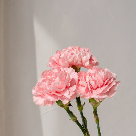 Elegant carnation flower bouquet on neutral beige background in an aesthetic soft sun light, spring floral greeting card, wedding, blog design templateの写真素材
